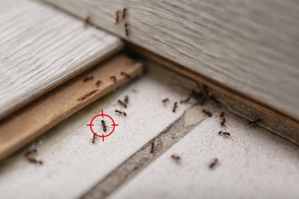 Best Flea Control Services  in Riverside, NY