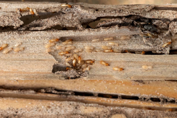 Best Wildlife Control Services  in Riverside, NY